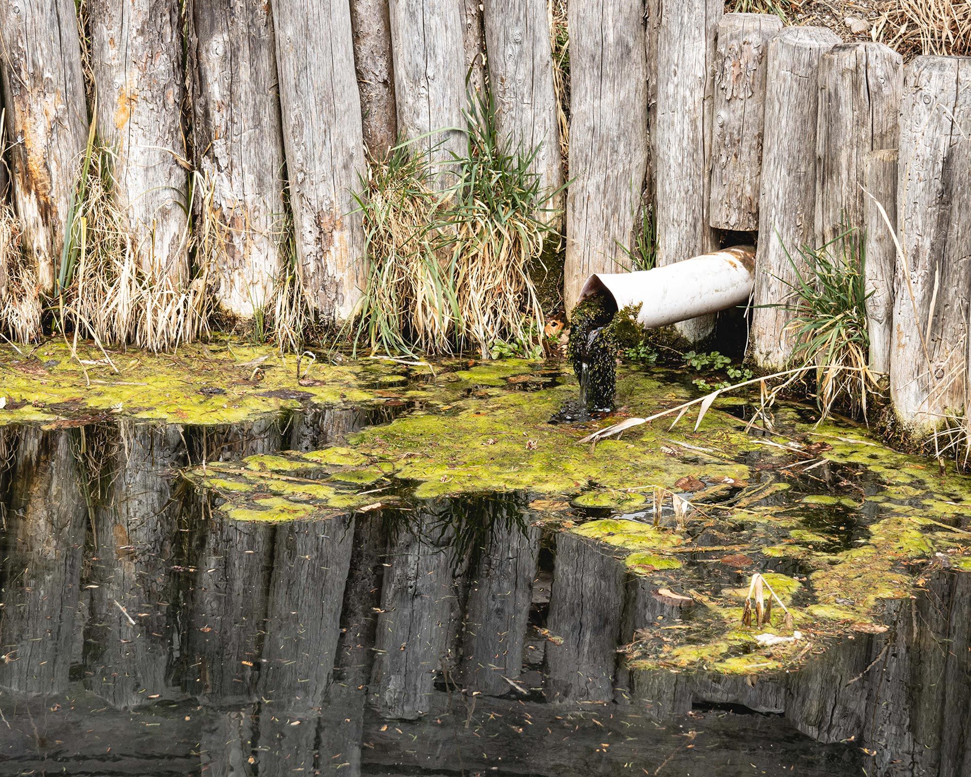 Aus dem Zuflussrohr für den Fischteich kommt zu wenig Wasser. Foto: Bettina Fleischanderl