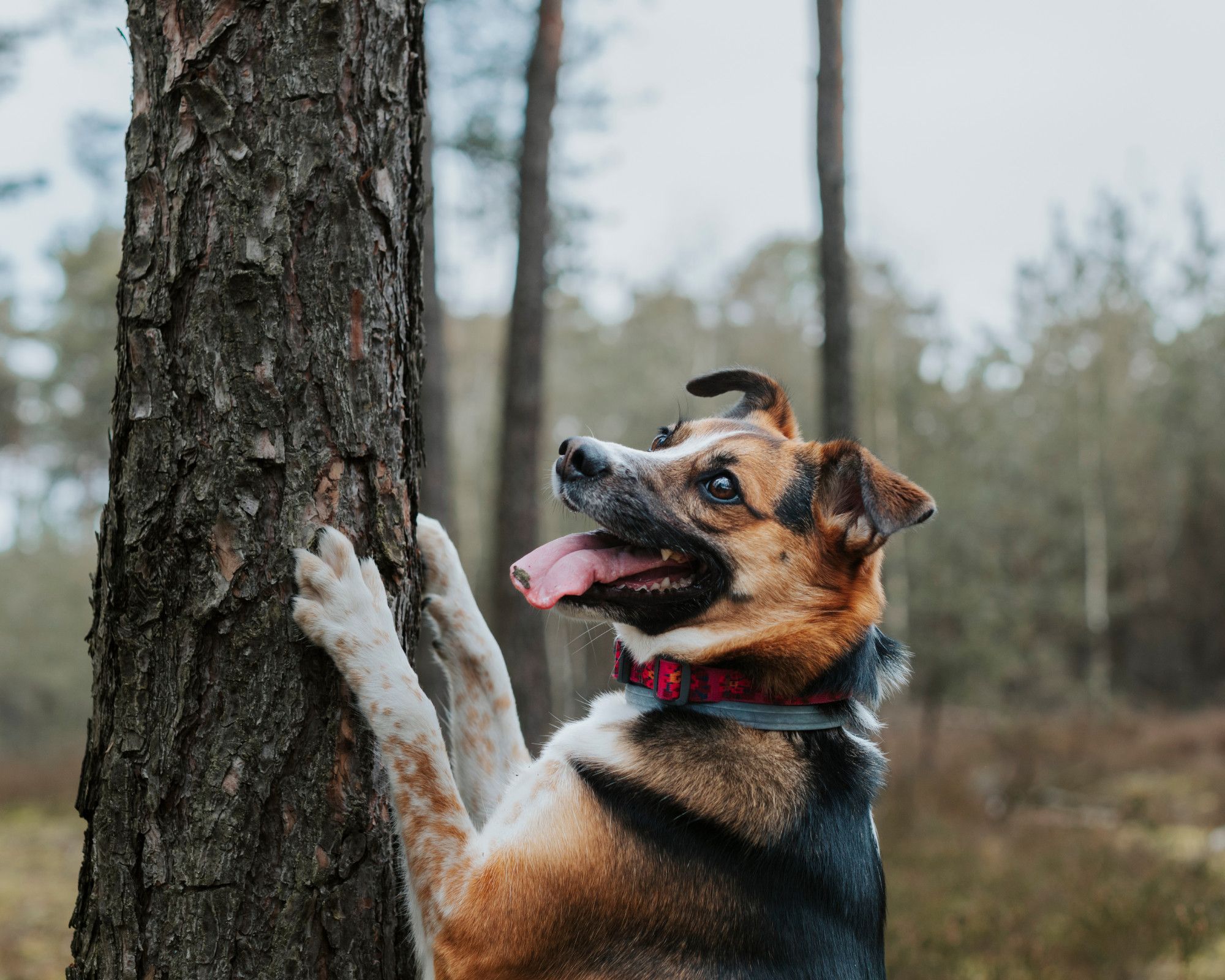 Die Zeitungen bellen den falschen Baum an