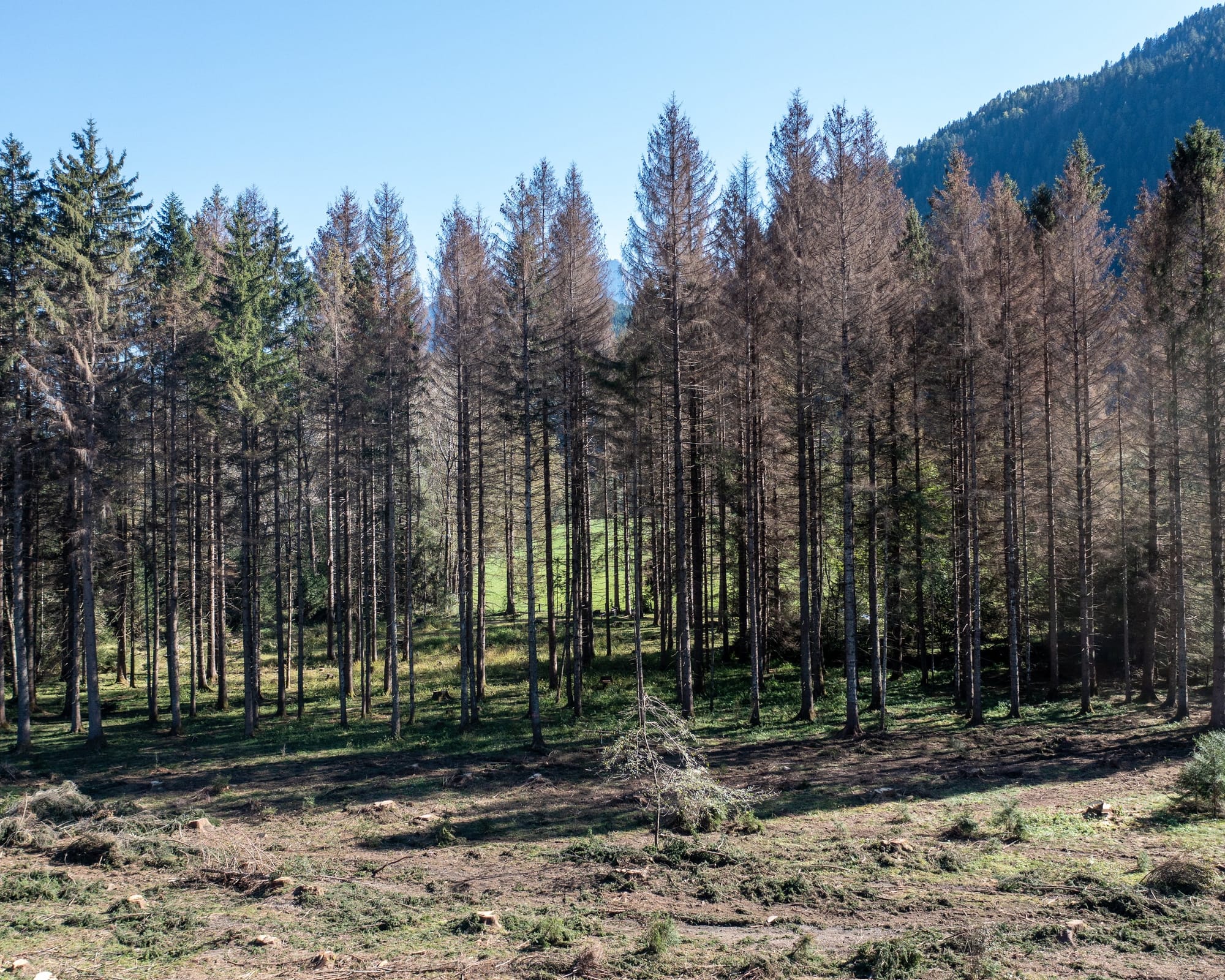 Warum Österreich dringend seine Wälder umbauen muss