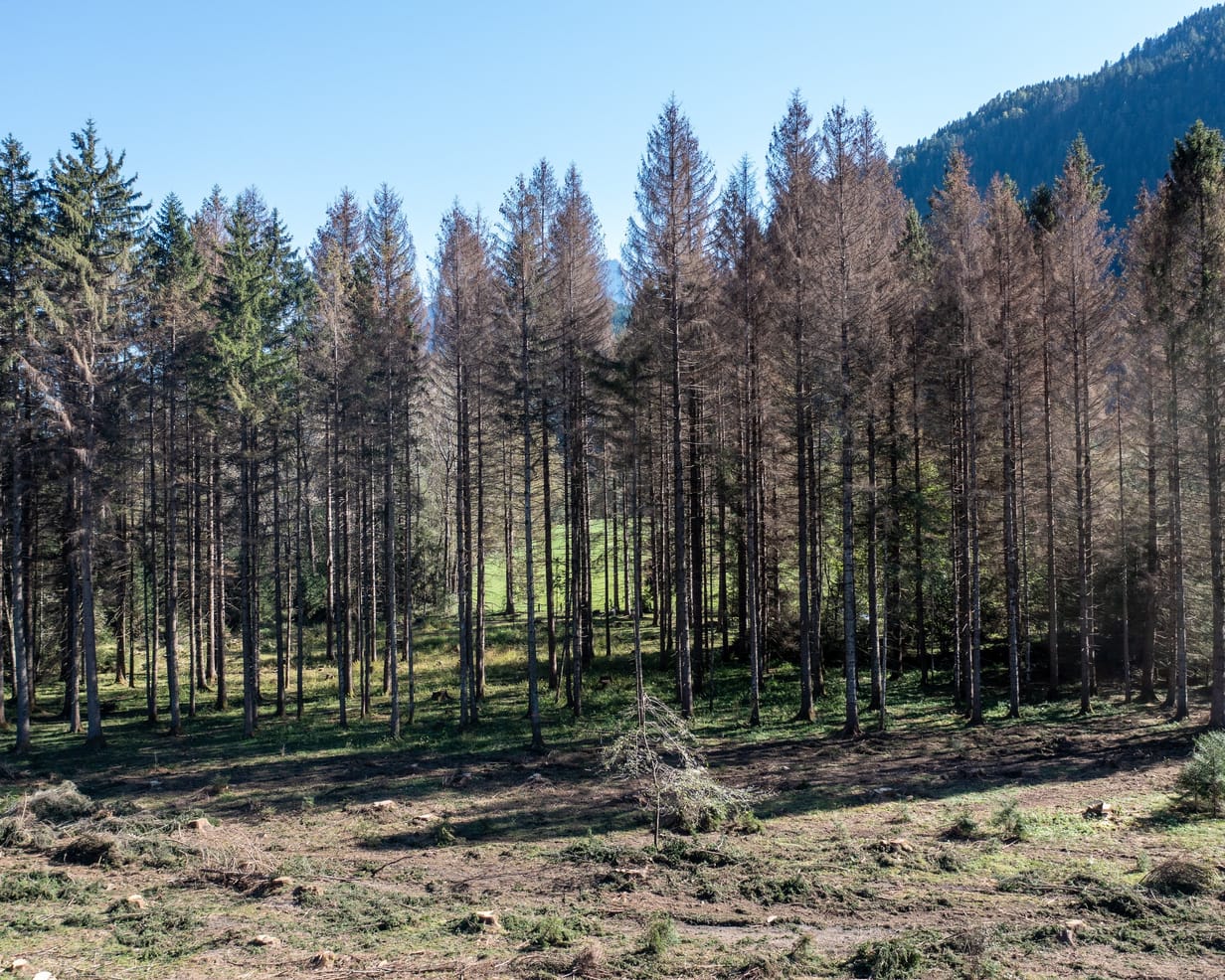 Warum Österreich dringend seine Wälder umbauen muss